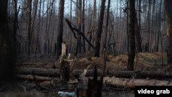 Ліс на передовій в районі Кремінної