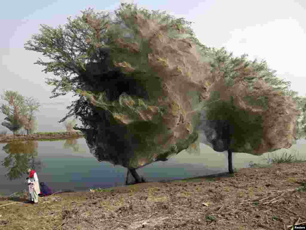 Pakistan - Nakon katastrofalnih poplava pauci su sklonište našli u stablima, provincija Sindh, 07.12.2011. Foto: Reuters / Russell Watkins 