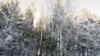 Image result for Булька